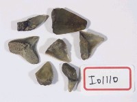 藏品(鯊總目牙齒化石)的圖片